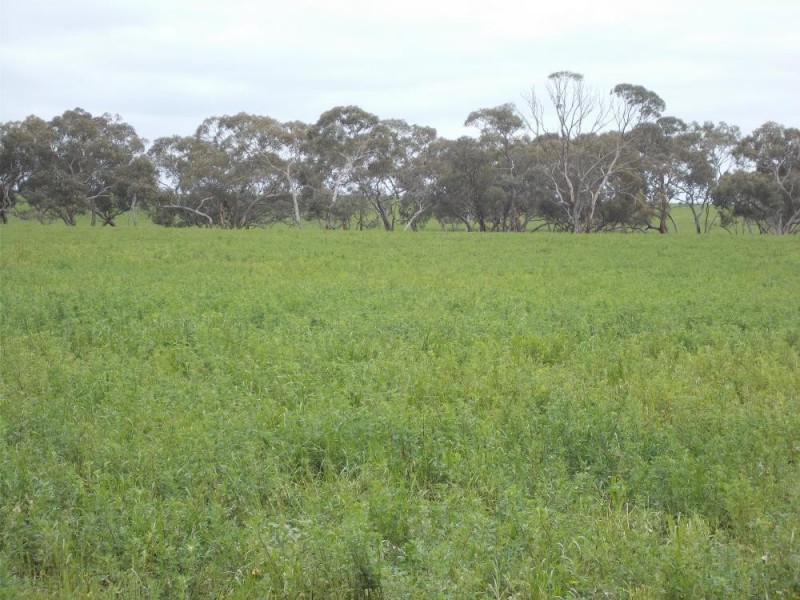 1380 Senior Road, Bordertown SA 5268