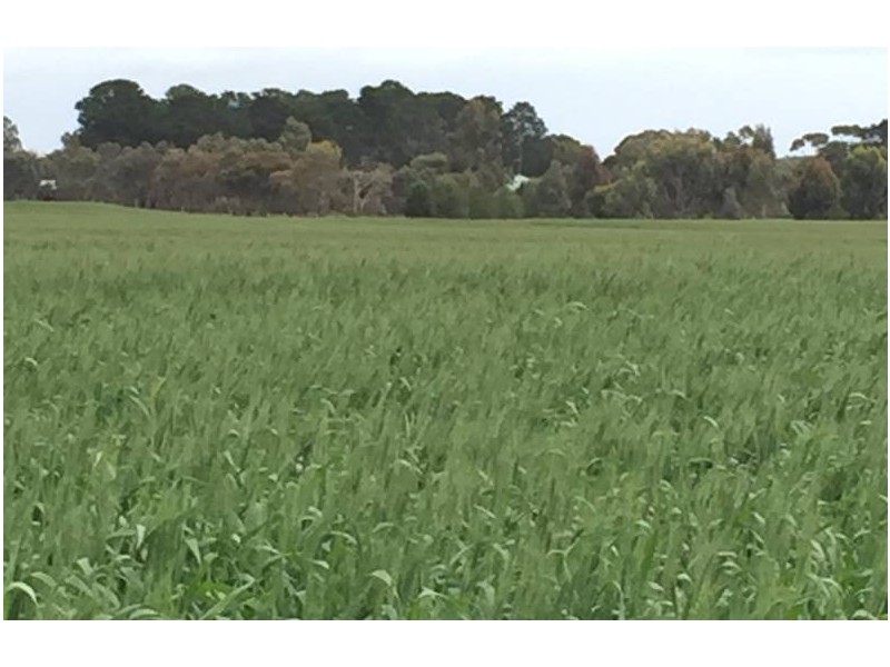 1380 Senior Road, Bordertown SA 5268