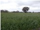 Inglewood Senior Road, Bordertown SA 5268
