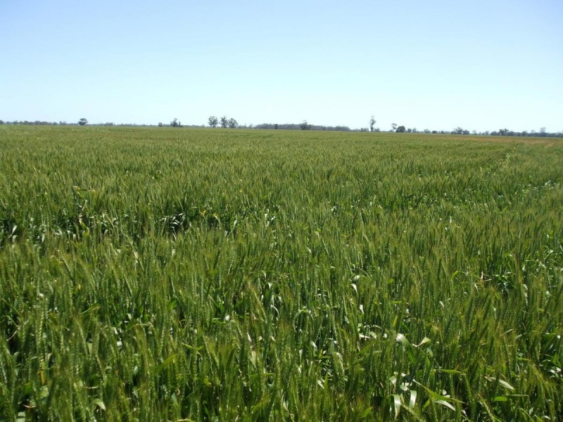 1036 Frances Road, Bordertown South SA 5268