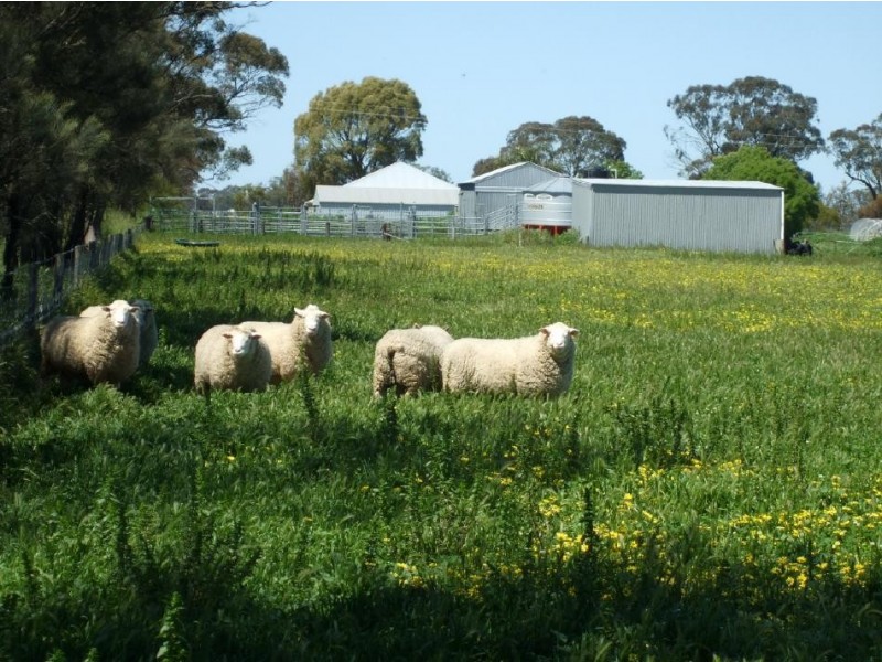 1036 Frances Road, Bordertown South SA 5268