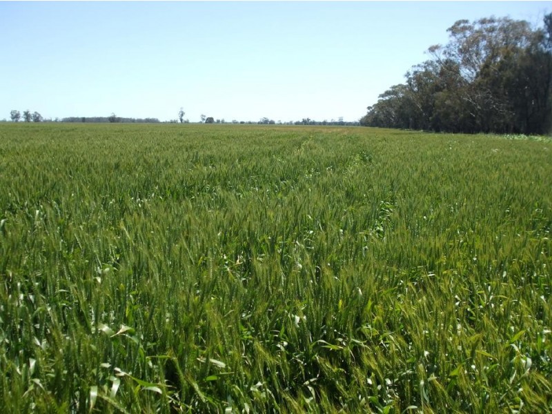 1036 Frances Road, Bordertown South SA 5268