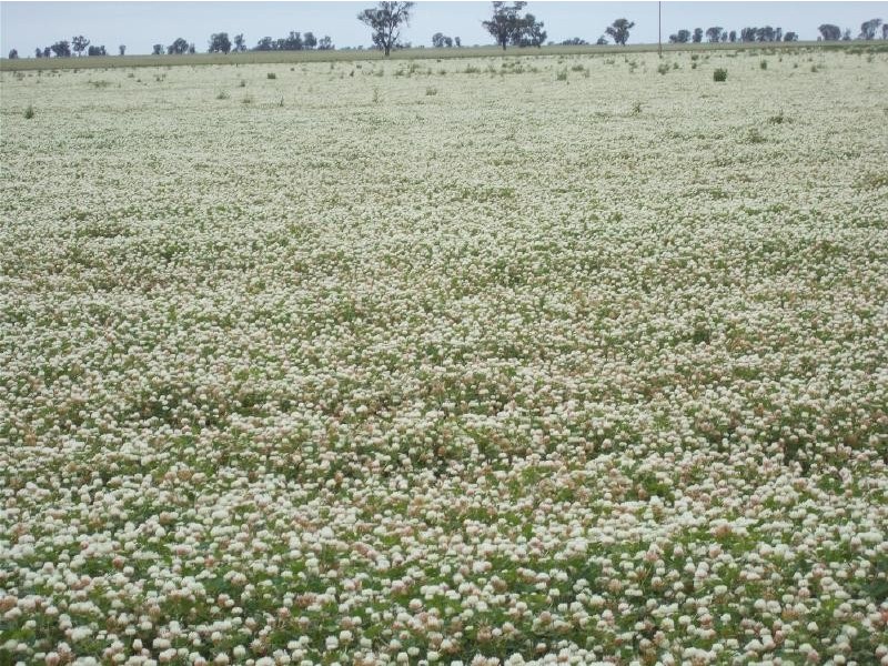 1283 Custon Road, Wolseley SA 5269