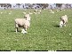 lot 522 Linfern Road, Bordertown SA 5268