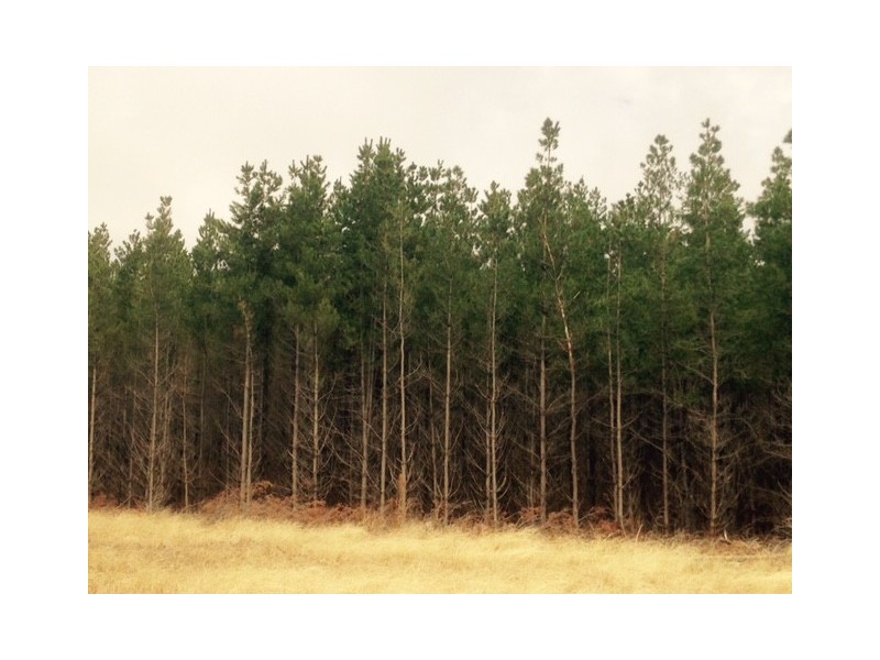 Lot 8 Will Road, Bangham SA 5268