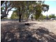 216 and 217 RAMSAY TERRACE, Bordertown SA 5268