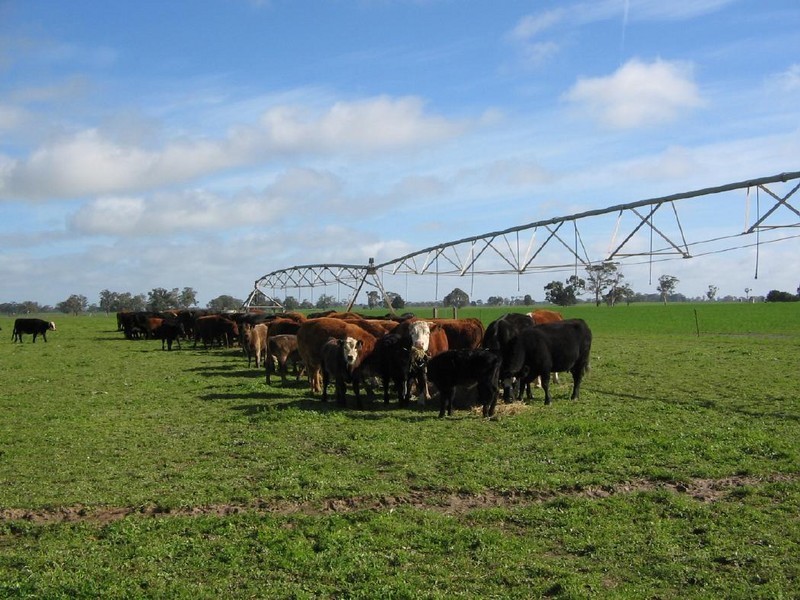 Lots 41 and 42 Cnr Meatworks Rd and Dukes Hwy, Bordertown SA 5268