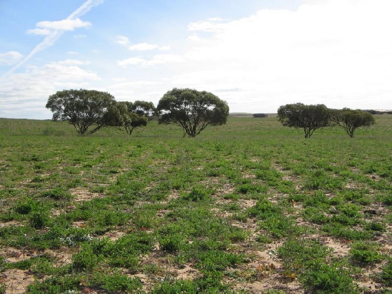 Section113 Mulpata Road, Lameroo SA 5302