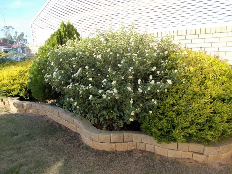 55 Milne Street, Bordertown SA 5268