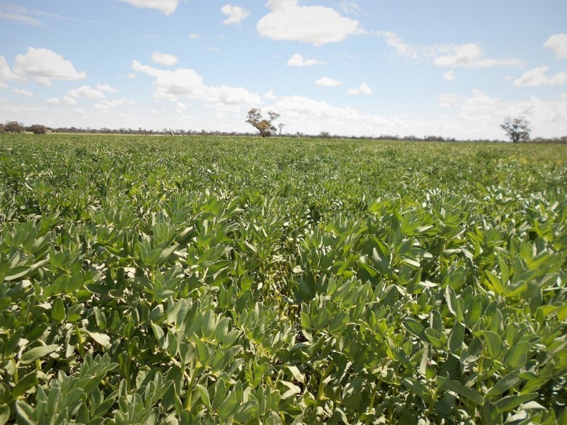 Lot 581 Nitschkes Road, Bordertown SA 5268