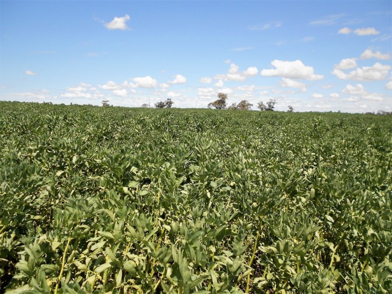 Lot 581 Nitschkes Road, Bordertown SA 5268