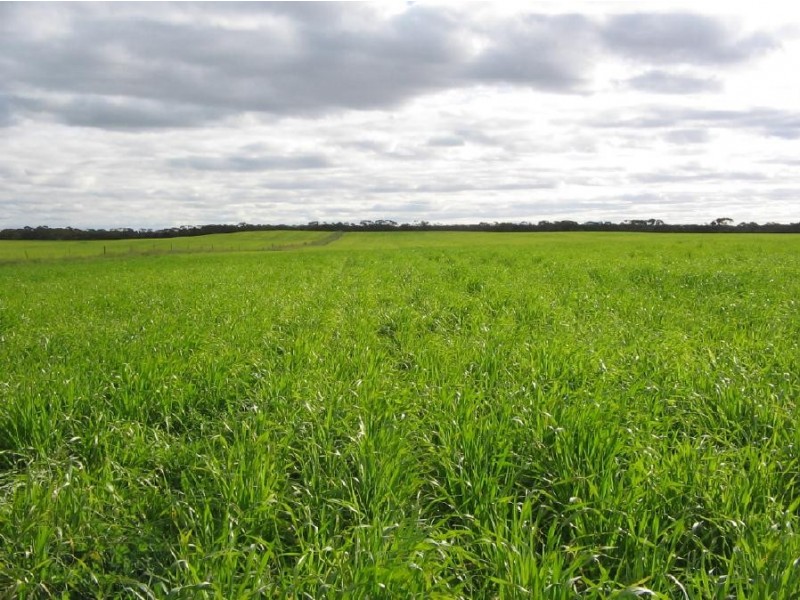 Lot 106 Hammatt Road, Lameroo SA 5302