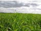 Lot 106 Hammatt Road, Lameroo SA 5302