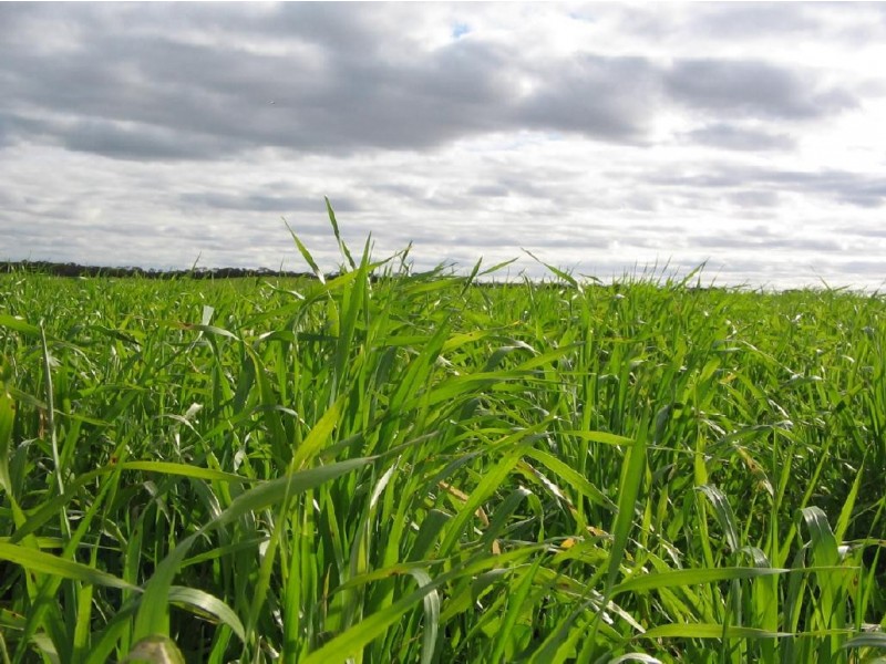 Lot 106 Hammatt Road, Lameroo SA 5302
