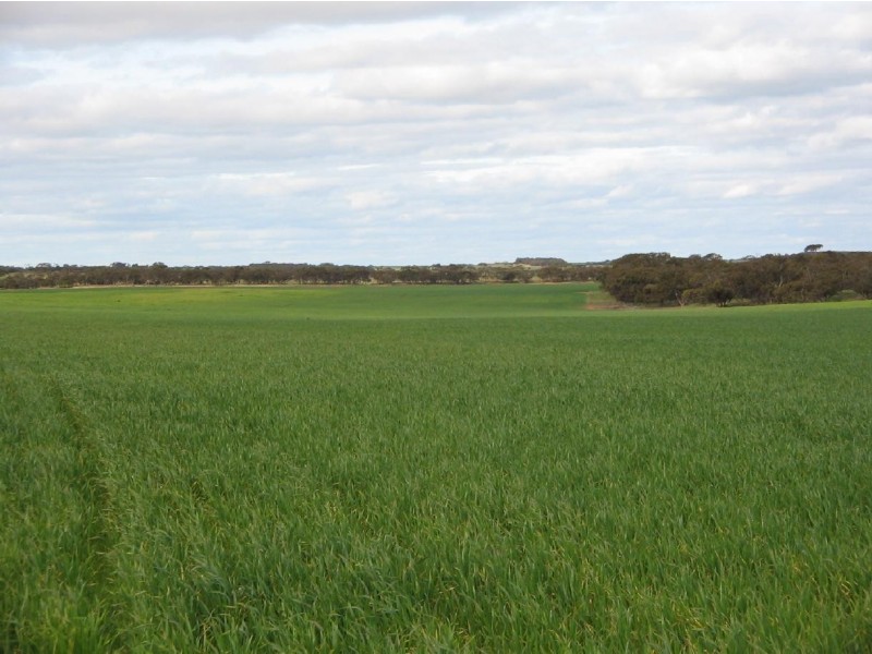 Lot 106 Hammatt Road, Lameroo SA 5302