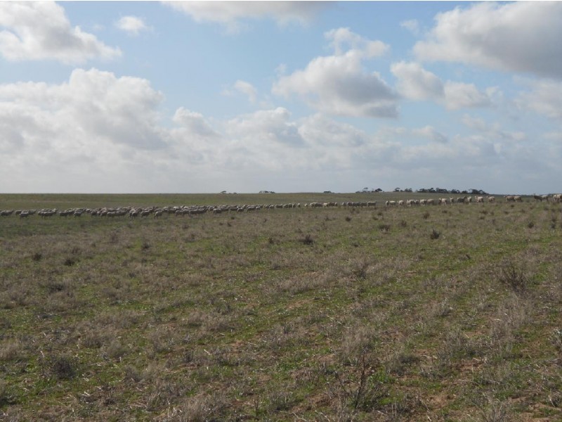 Lot 106 Hammatt Road, Lameroo SA 5302