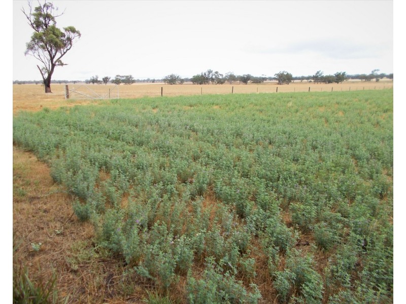Proposed Lot Finlayson Road, Bordertown SA 5268