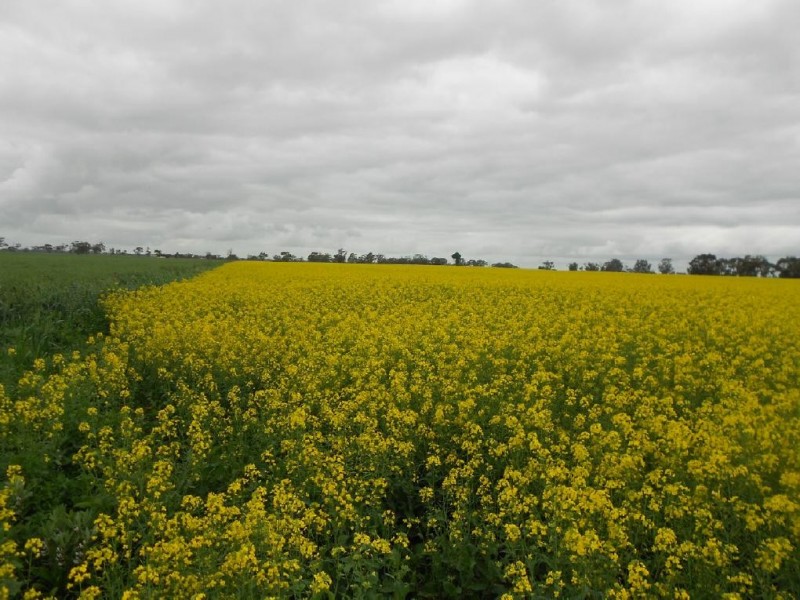Lot 275 Pitcher Lane, Bordertown SA 5268