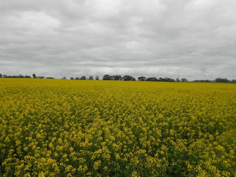 Lot 275 Pitcher Lane, Bordertown SA 5268