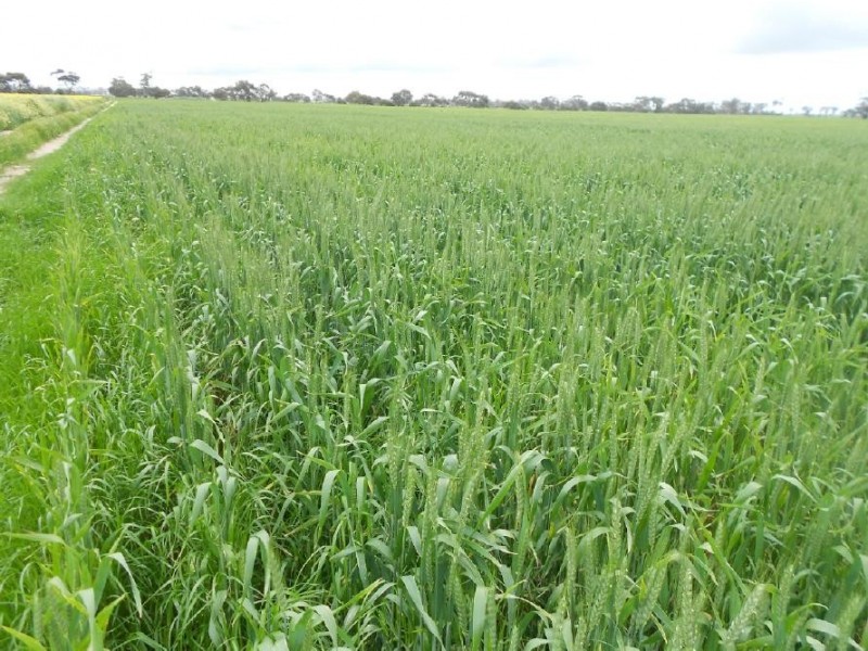 Lot 275 Pitcher Lane, Bordertown SA 5268