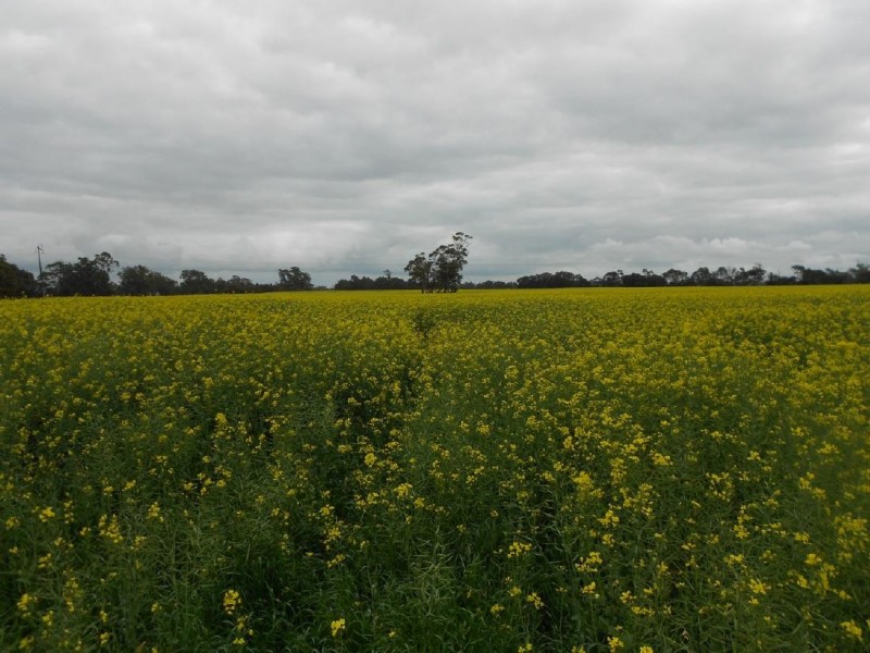 Lot 275 Pitcher Lane, Bordertown SA 5268