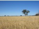 Lot 275 Pitcher Lane, Bordertown SA 5268