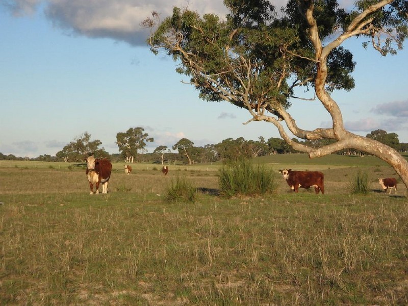 Lots 1 and 2 Broadview Road, Padthaway SA 5271