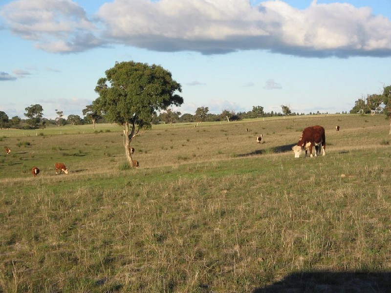 Lots 1 and 2 Broadview Road, Padthaway SA 5271