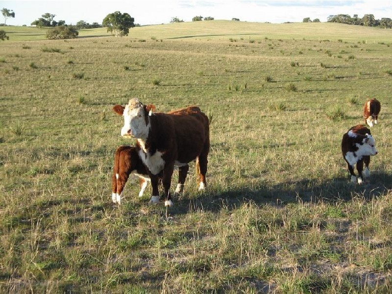 Lots 1 and 2 Broadview Road, Padthaway SA 5271