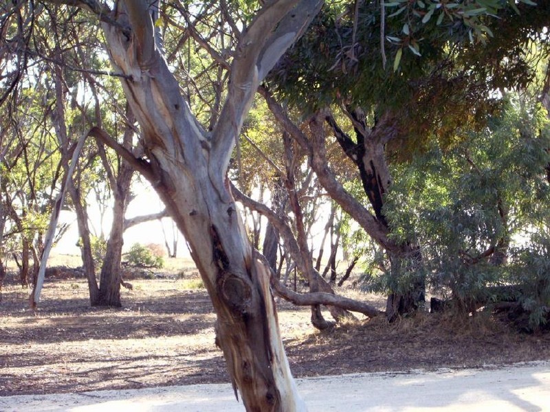 3 Jewell Street, Mundulla SA 5270