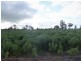 100 Creecoona Terrace, Bordertown SA 5268