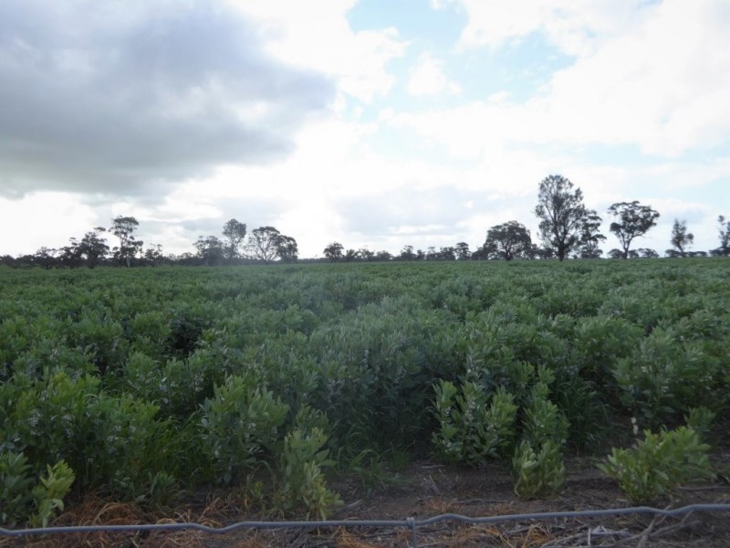 100 Creecoona Terrace, Bordertown SA 5268