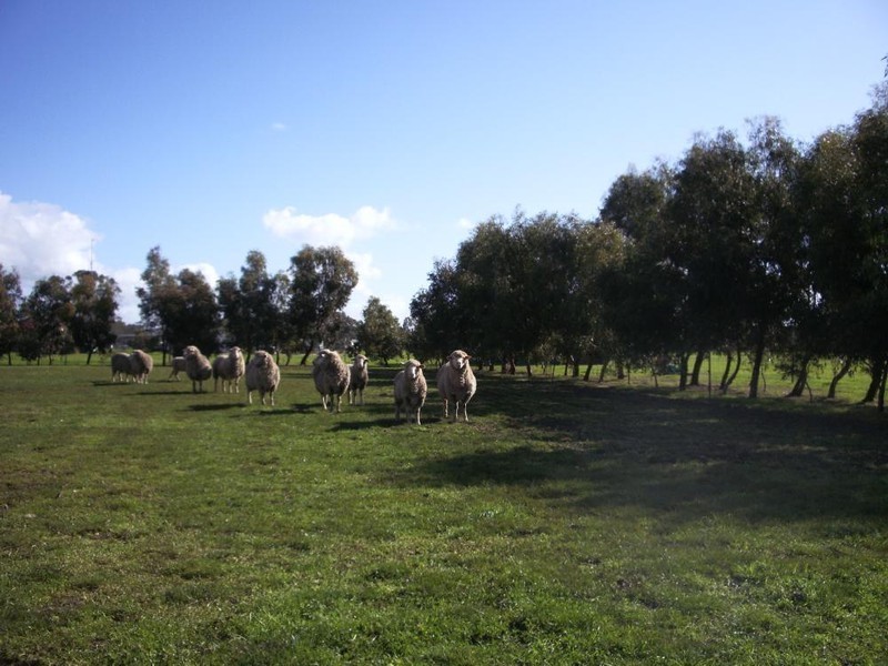 Lot 501 Mill Rd, Mundulla SA 5270
