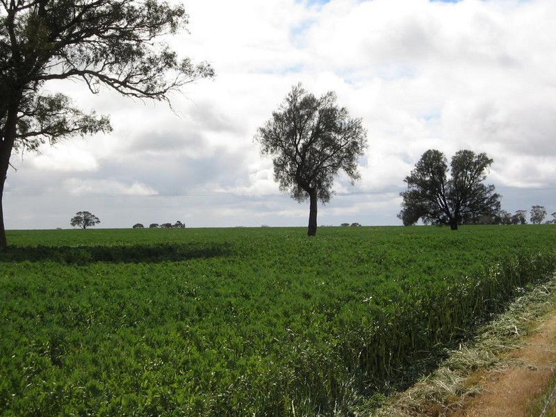 “Monard” Frances Road, Bordertown SA 5268