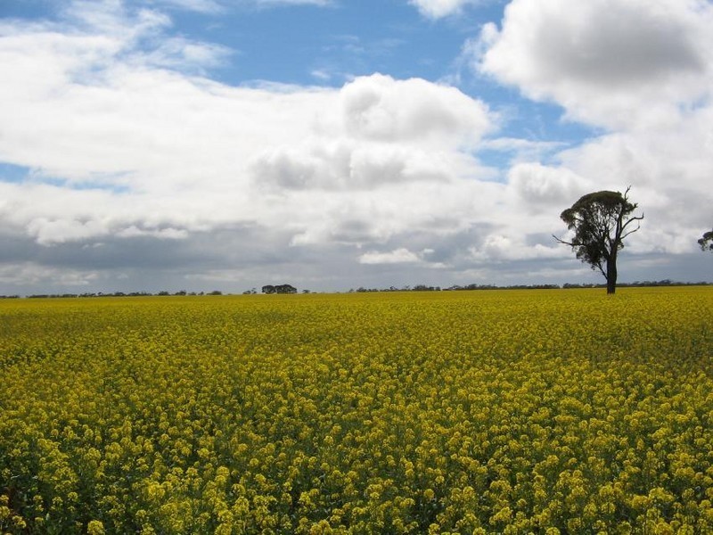 “Monard” Frances Road, Bordertown SA 5268