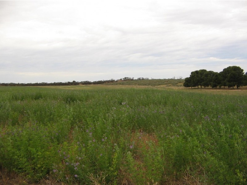 323 Hammat Rd, Lameroo SA 5302