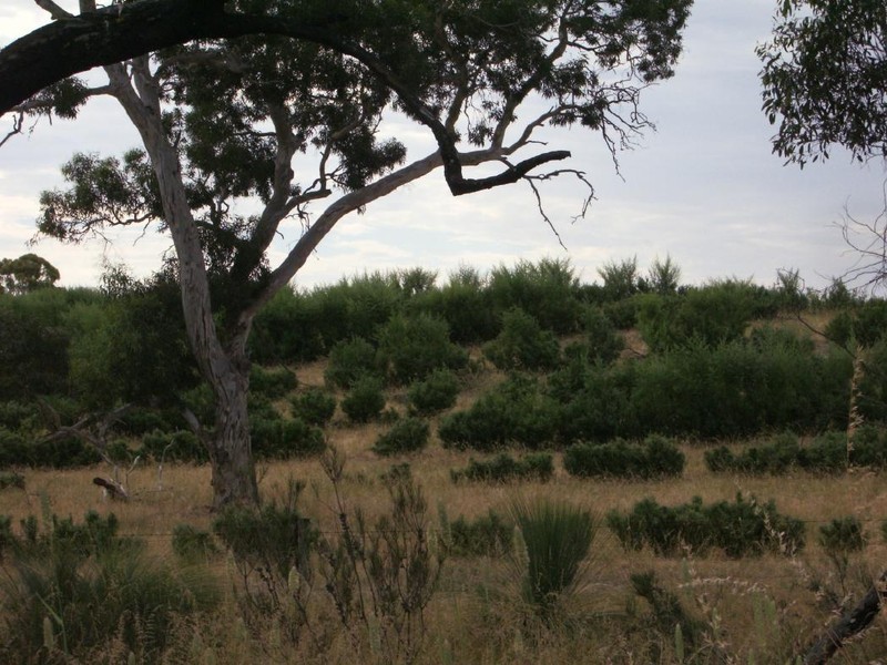 Lot 1002 Naracoorte rd, Western Flat SA 5268