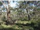 Section 49 Burts Road, Padthaway SA 5271