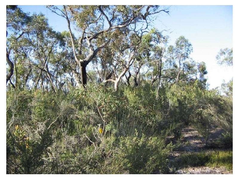 Section 50 Mundulla/Padthaway Rd, Padthaway SA 5271