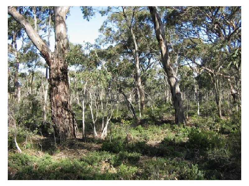 Section 49 Burts Road, Western Flat SA 5268