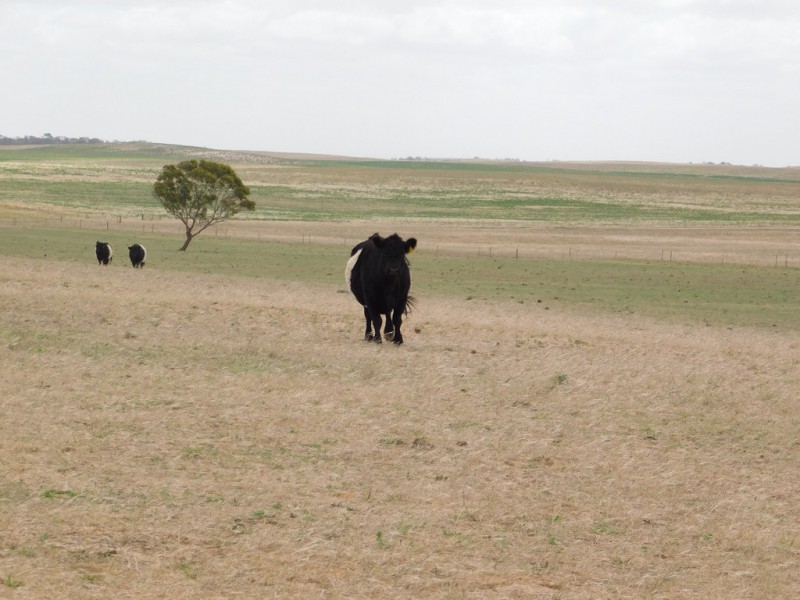 603 DAY ROAD, Lameroo SA 5302