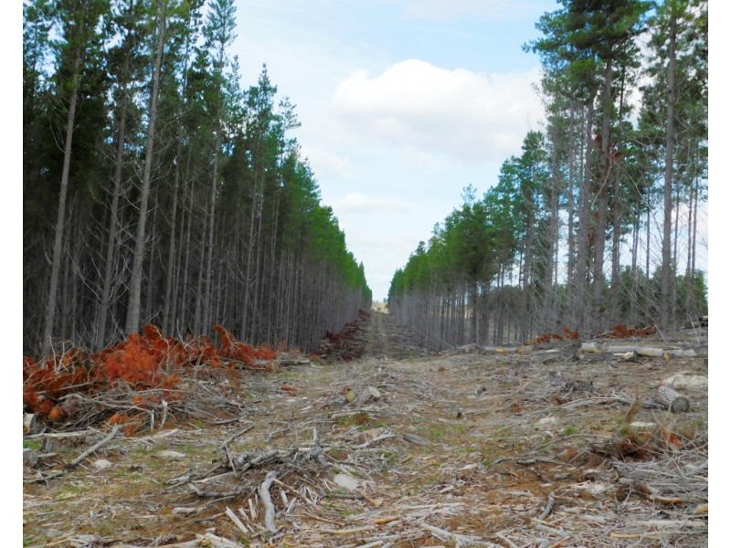 Lot 8 Bangham Road, Bangham SA 5268