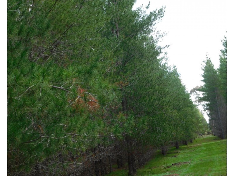 Lot 8 Bangham Road, Bangham SA 5268