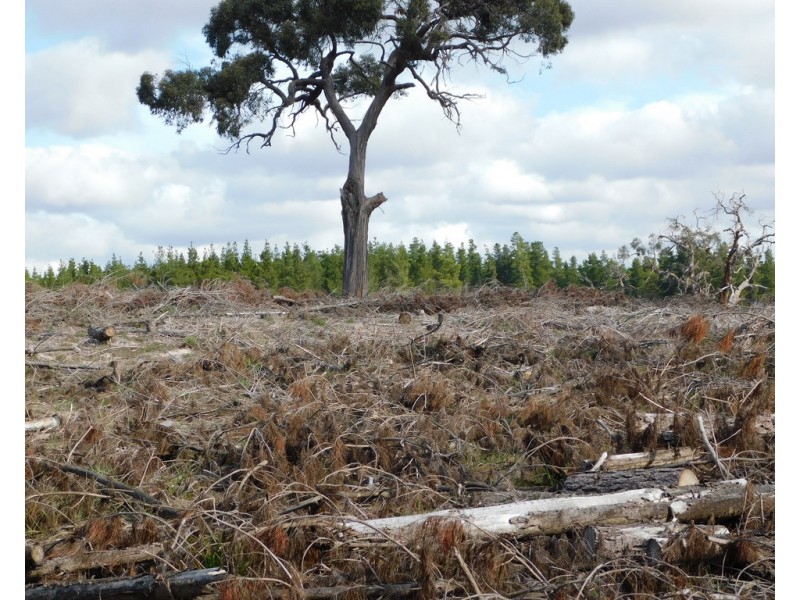 Lot 8 Bangham Road, Bangham SA 5268