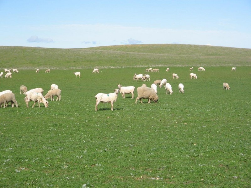 3 Blocks Parilla North, Parilla SA 5303