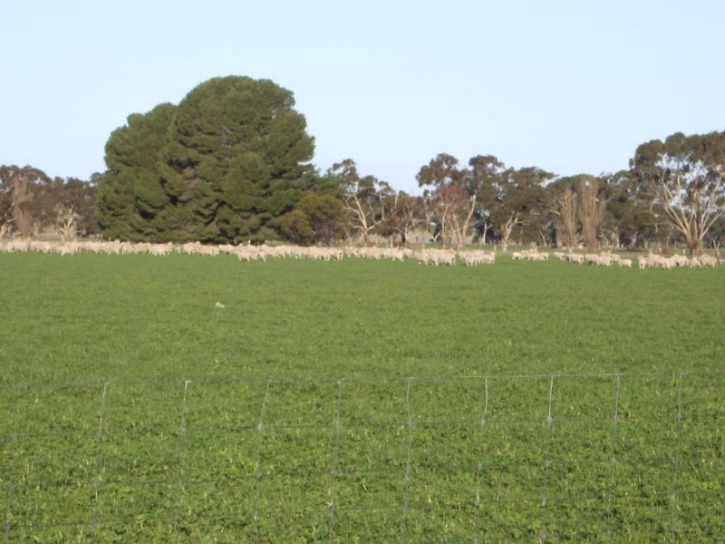 Allotment 2  Carew Road, Carew SA 5270