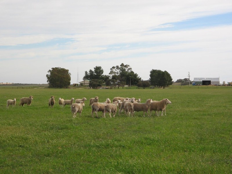 Lot 1A Alawoona Road, Lameroo SA 5302