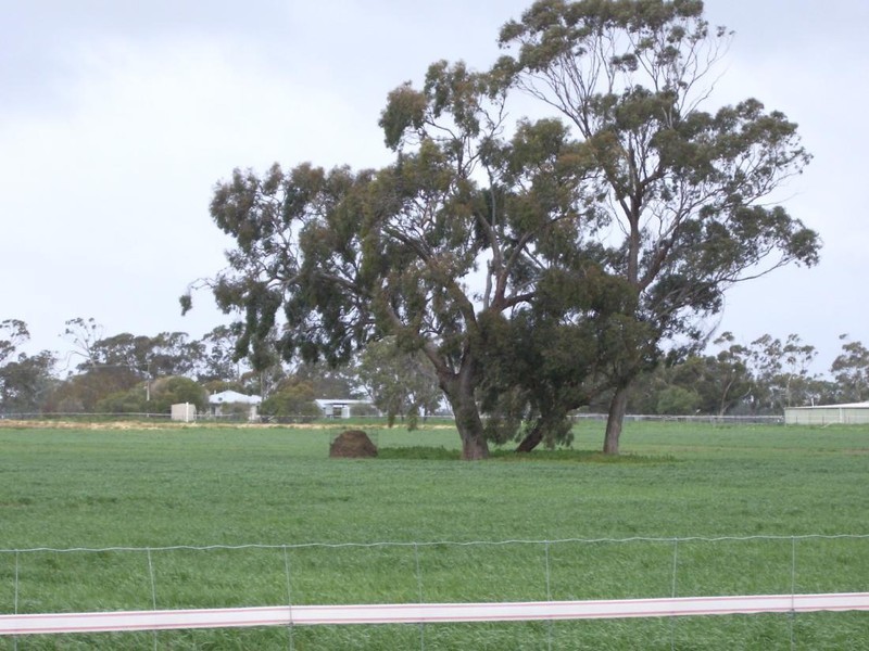 Lot 32 Col Watson’s Road, Mundulla SA 5270