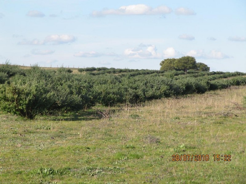 Section 5 Lameroo South Road, Lameroo SA 5302