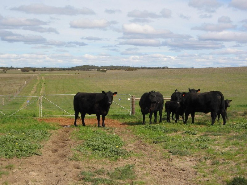 Lameroo SA 5302